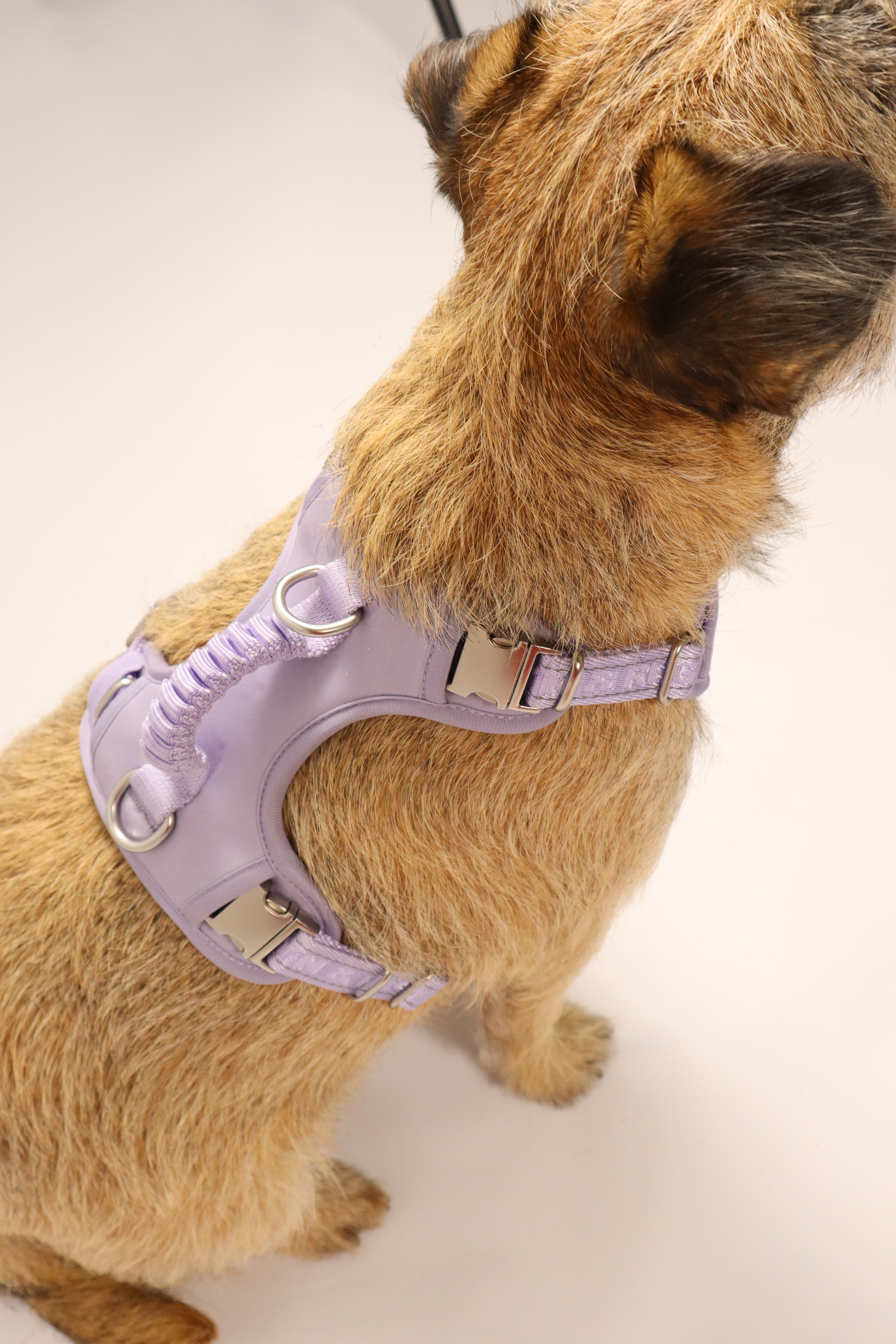 Adjustable Dog Harness - Lilac