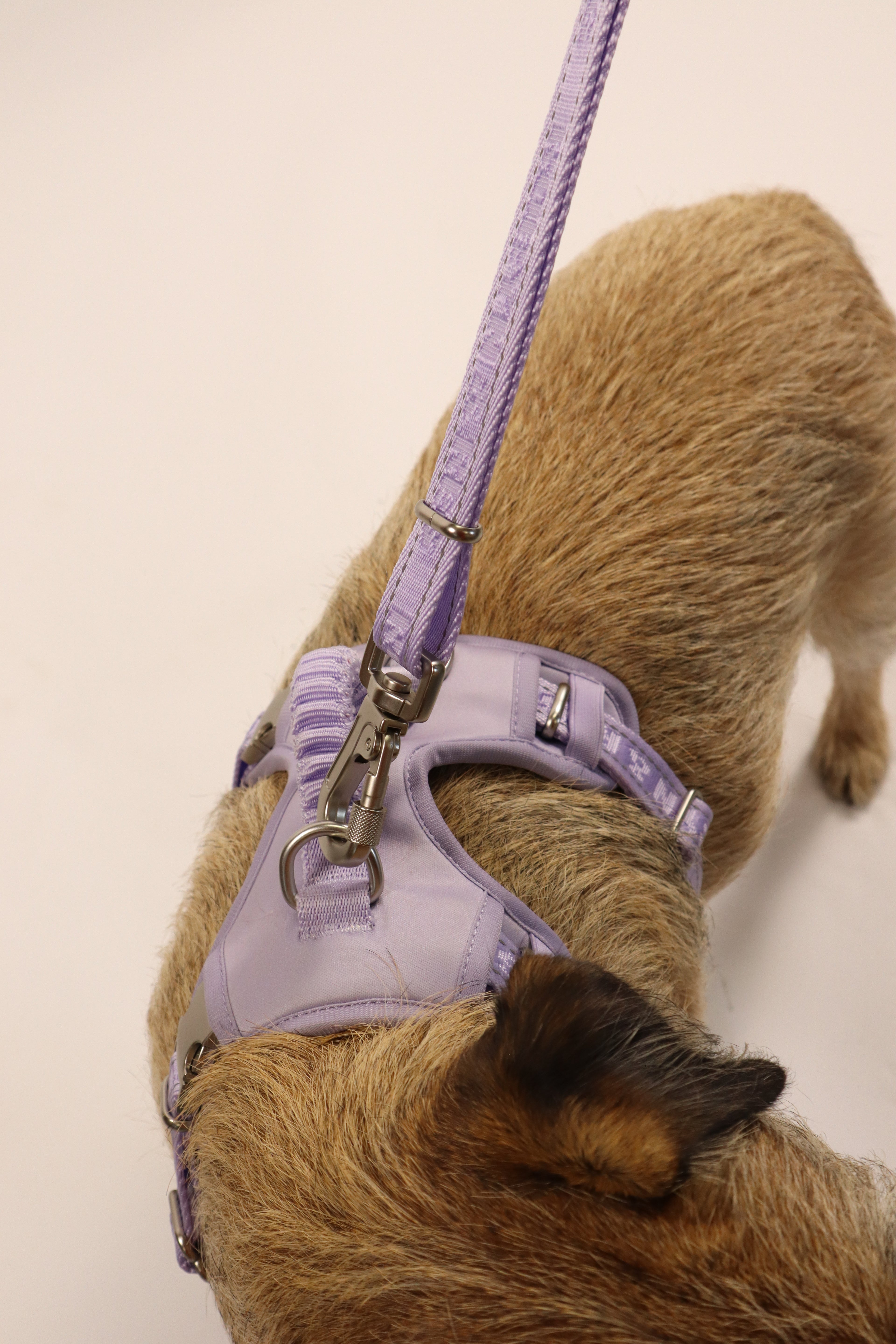 3ft-5ft Adjustable Dog Lead - Lilac