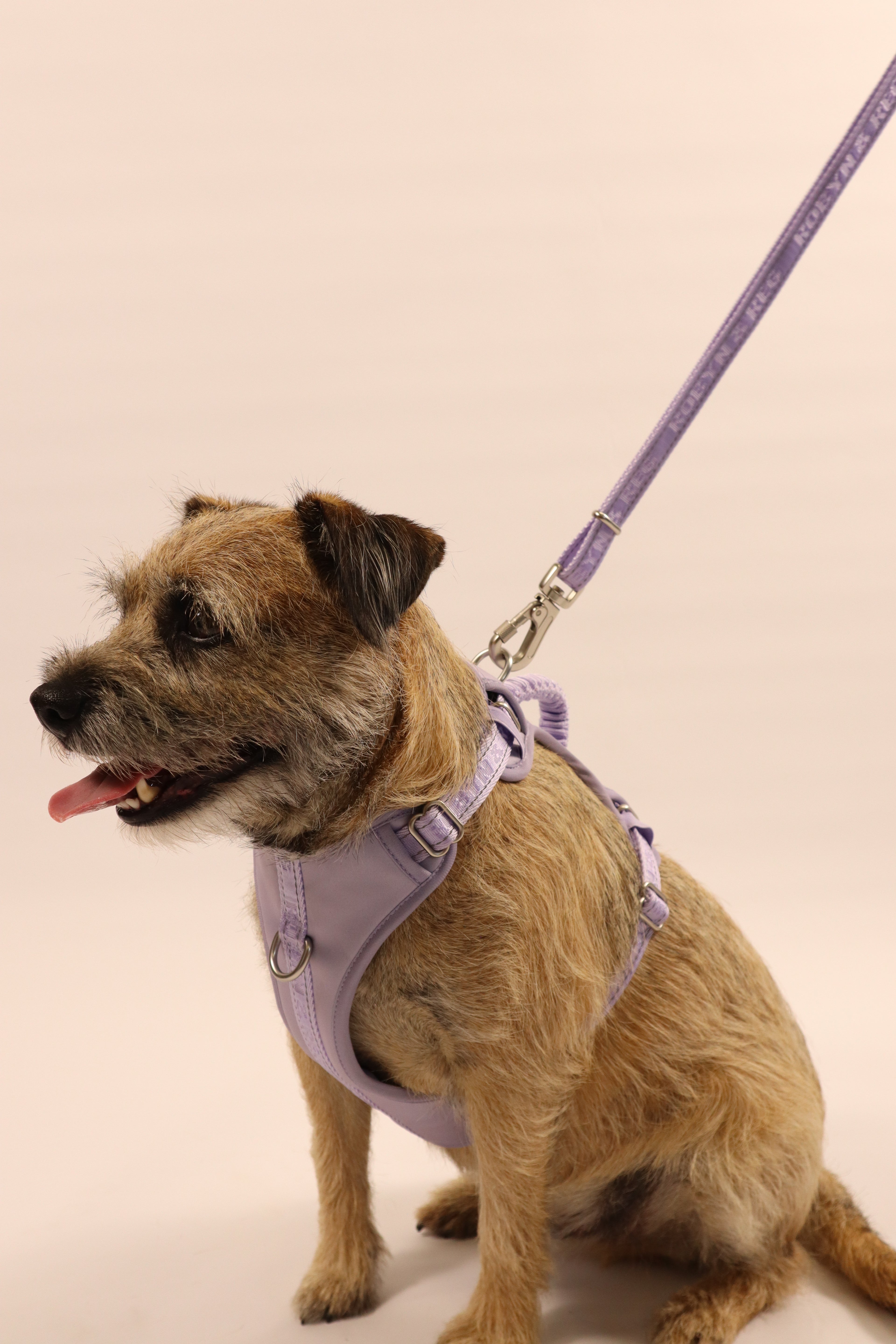 Adjustable Dog Harness - Lilac