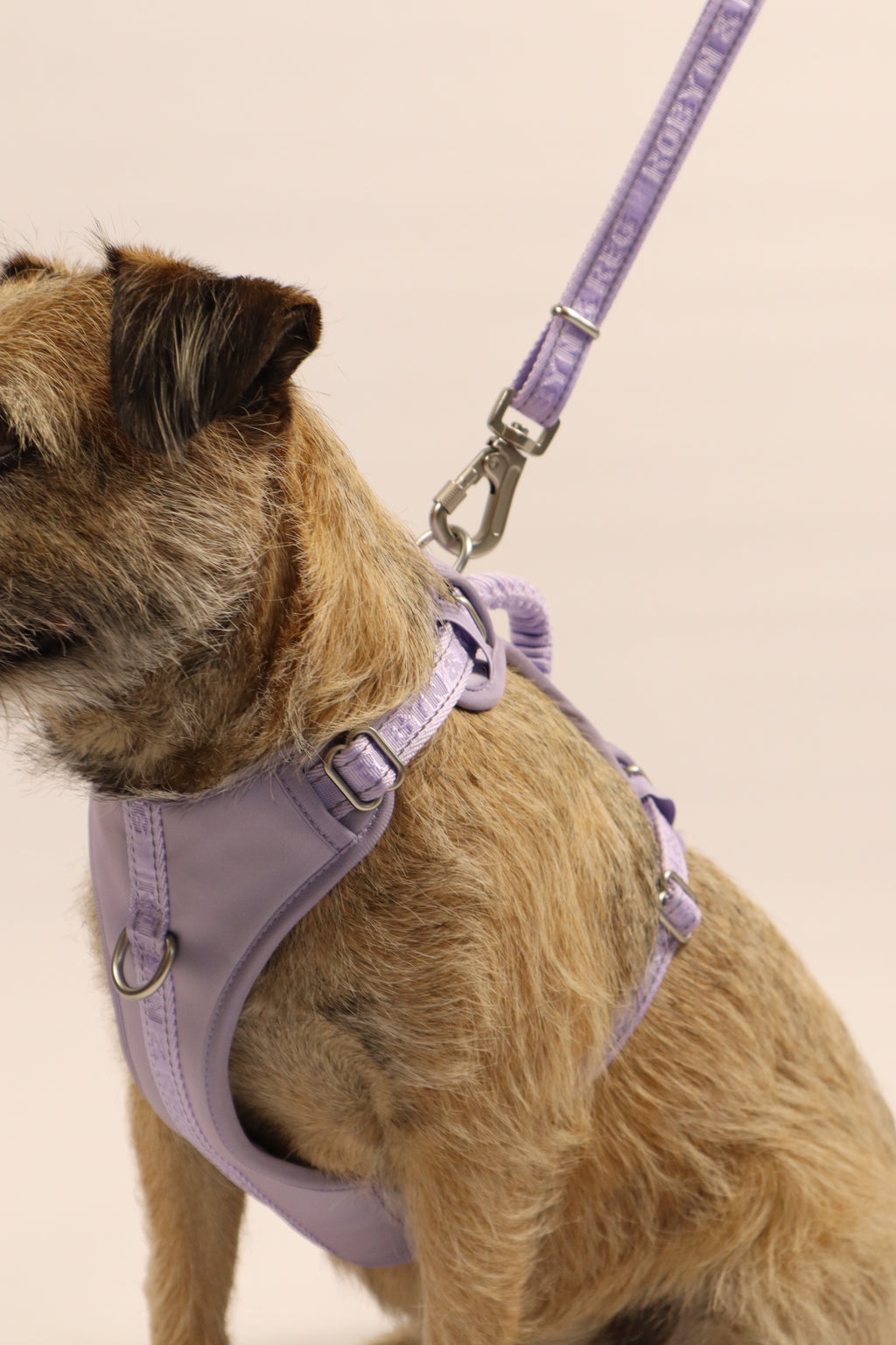 Adjustable Dog Harness - Lilac