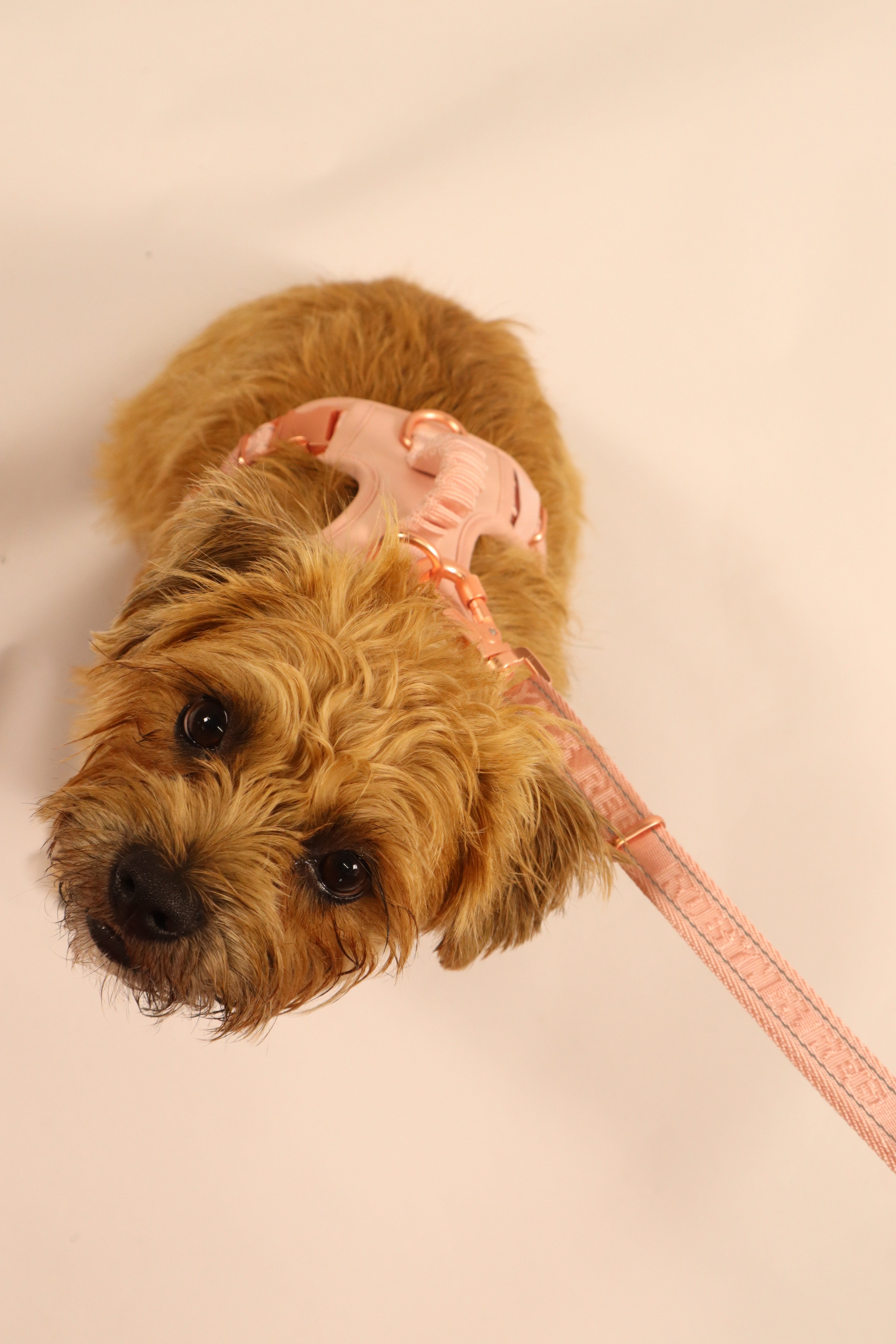 Adjustable Dog Harness - Rose Pink