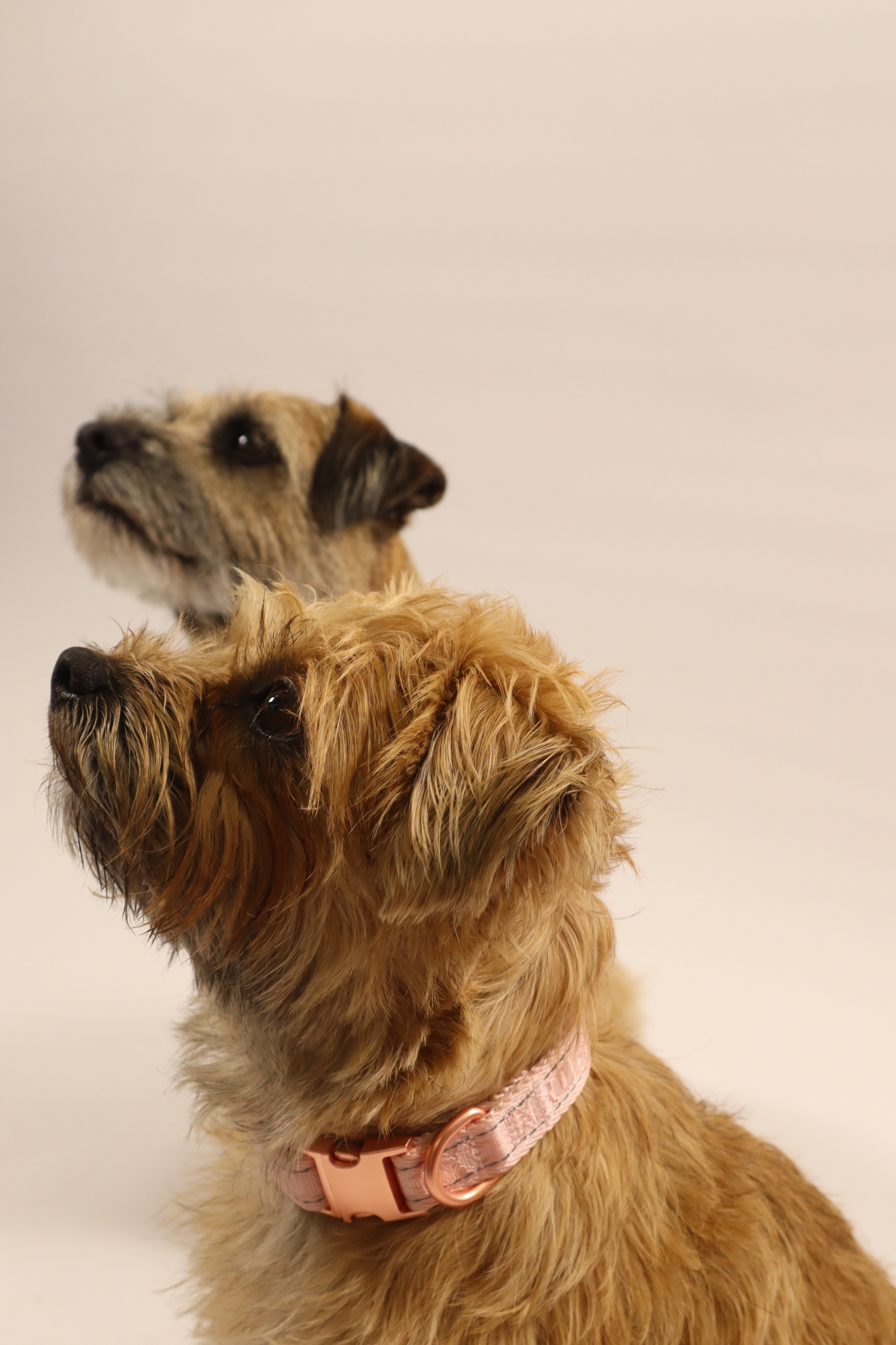 Adjustable Dog Collar - Rose Pink