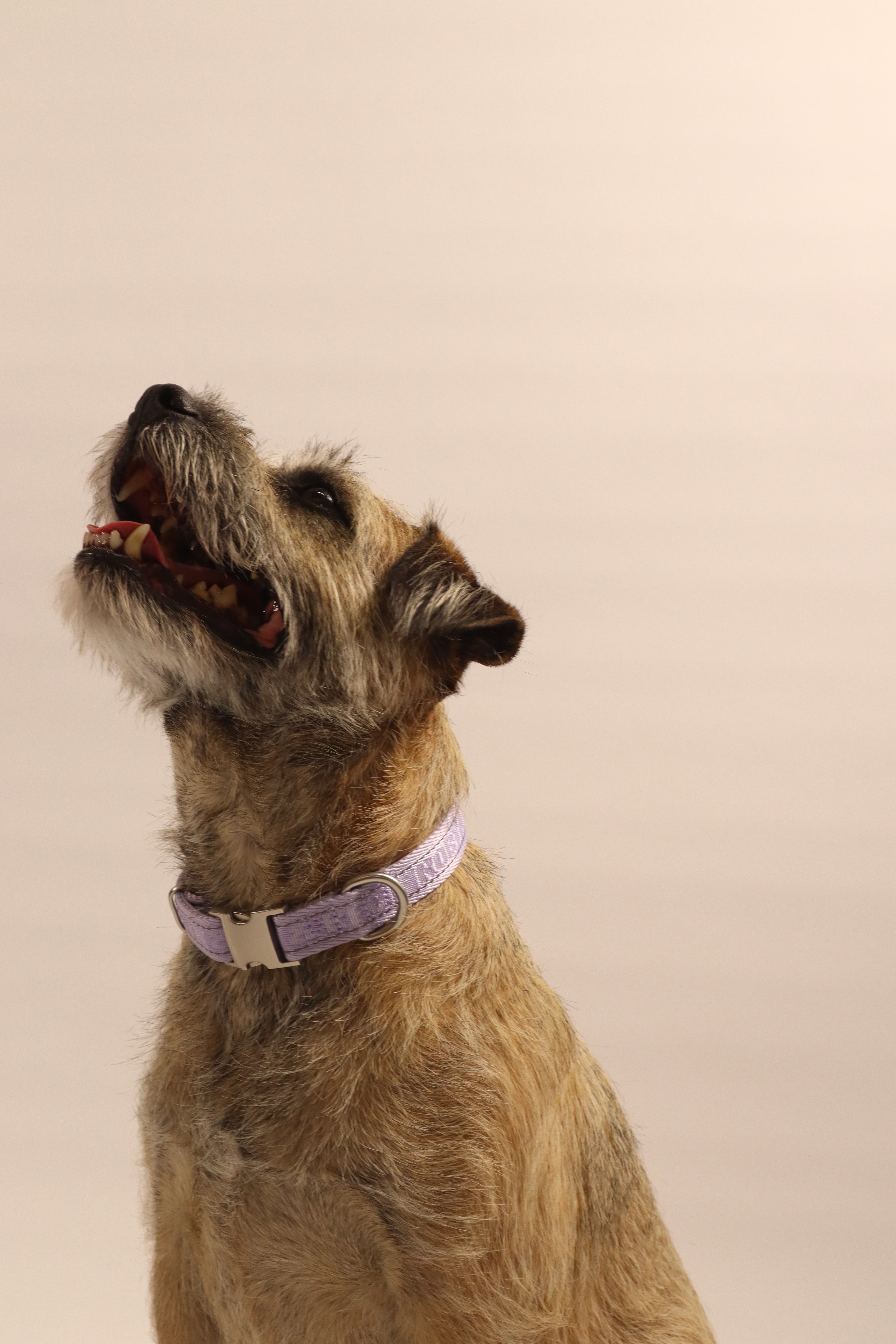 Adjustable Dog Collar - Lilac