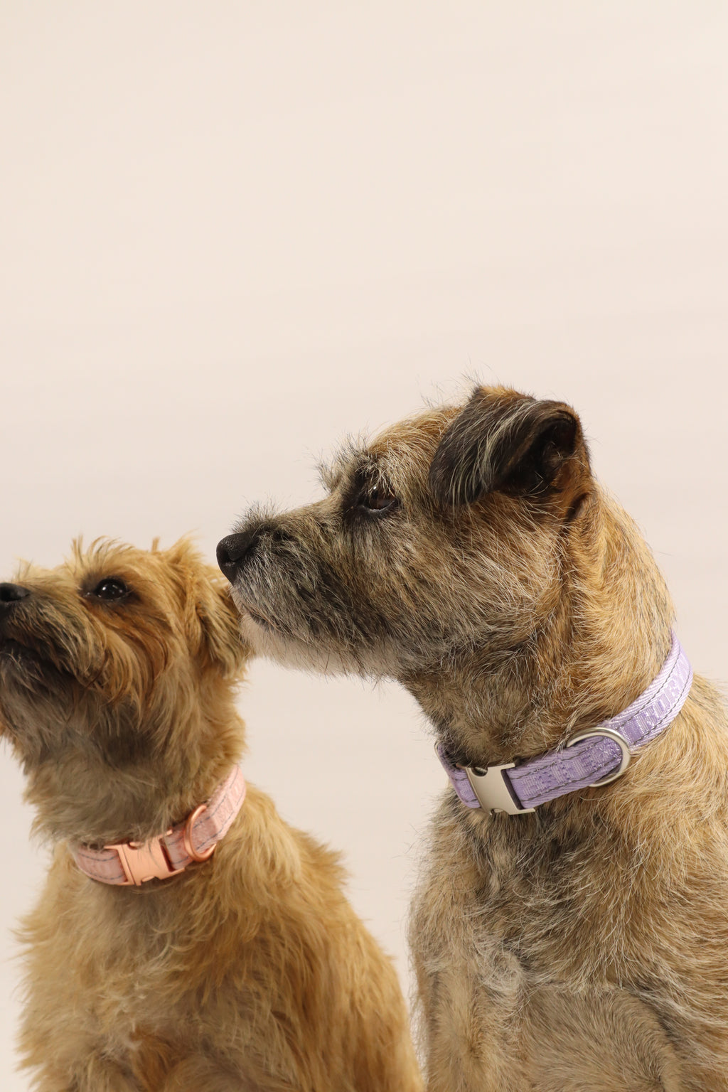 Adjustable Dog Collar - Lilac