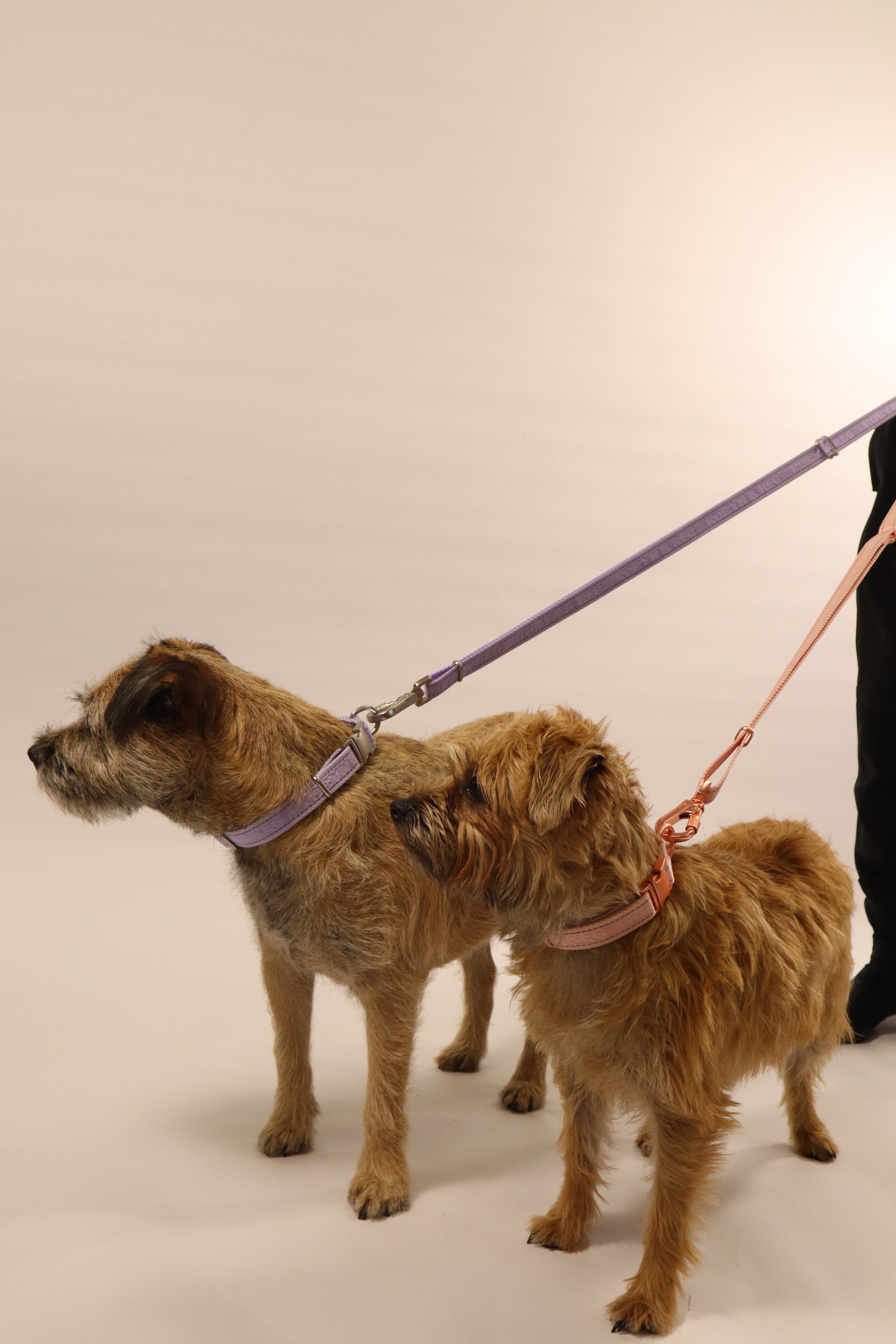 Adjustable Dog Collar - Lilac