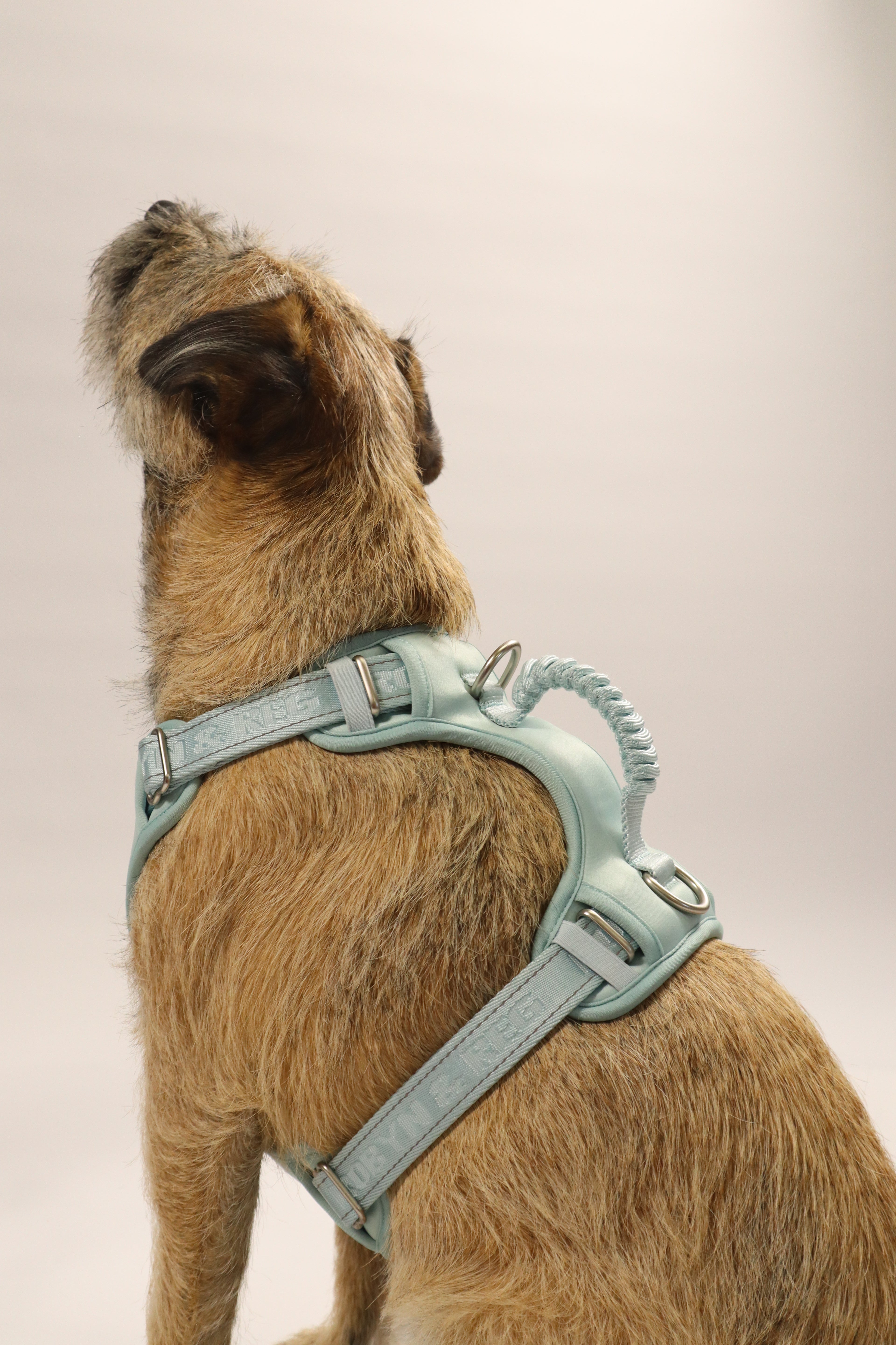 Adjustable Dog Harness - Mint