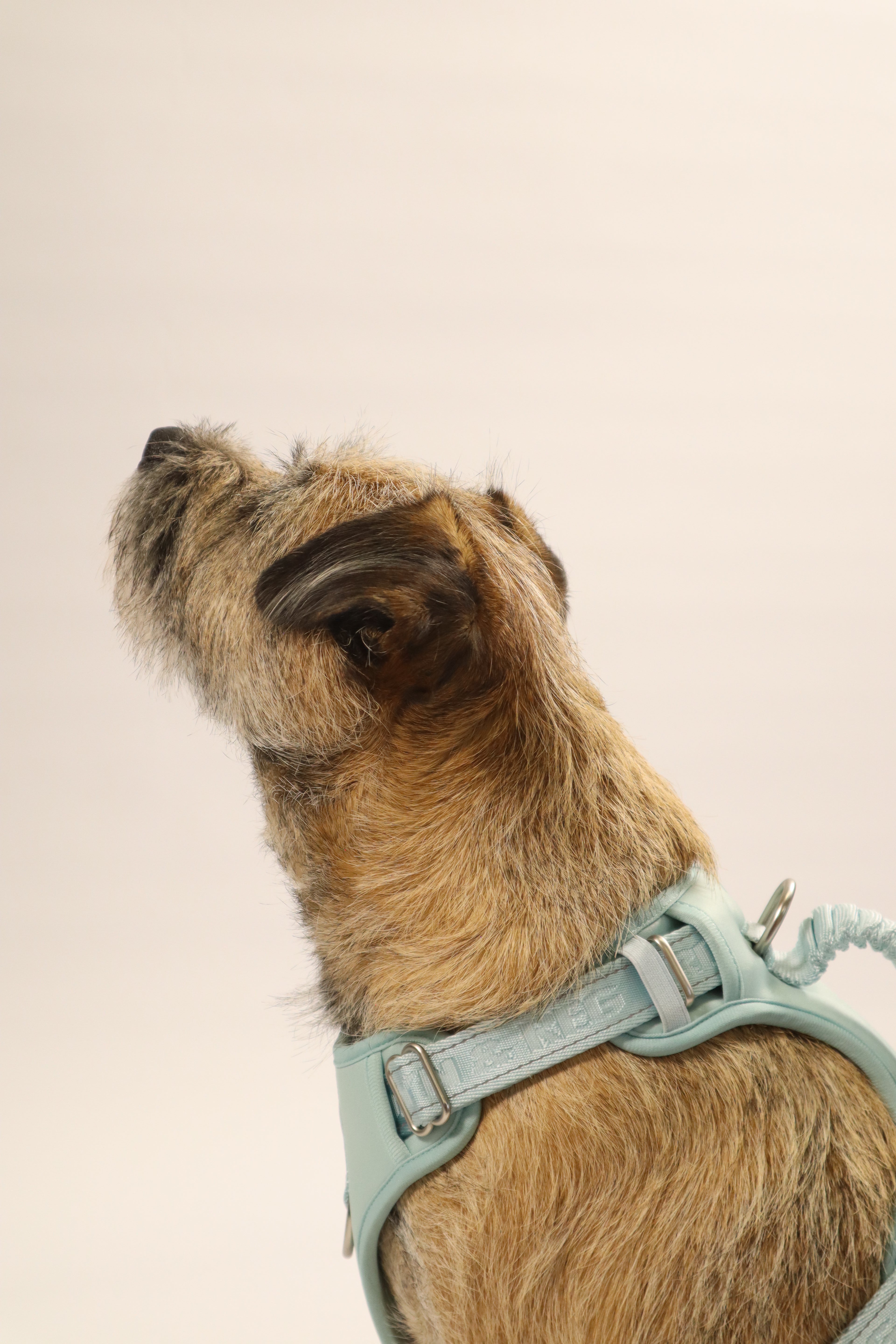 Adjustable Dog Harness - Mint