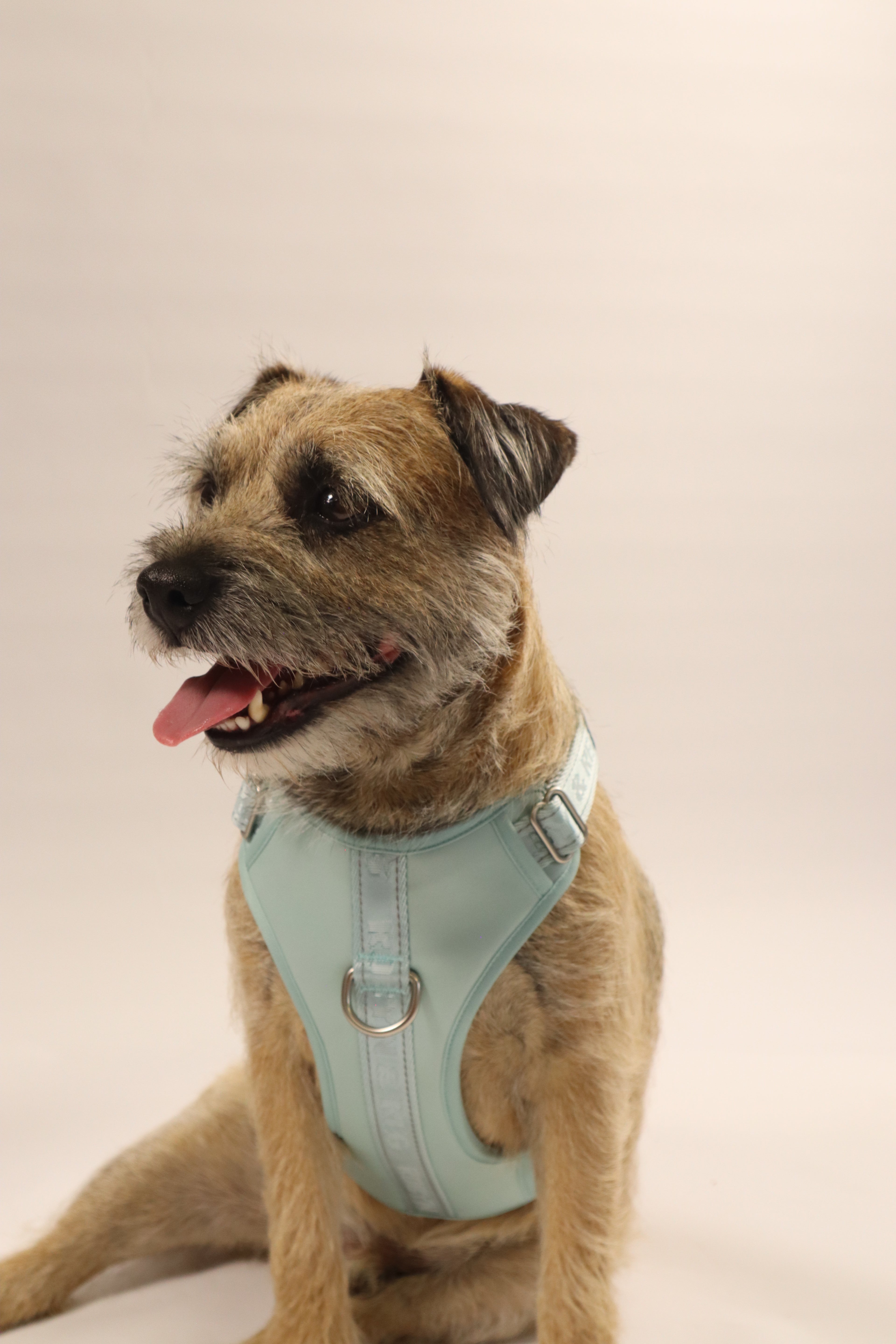 Adjustable Dog Harness - Mint