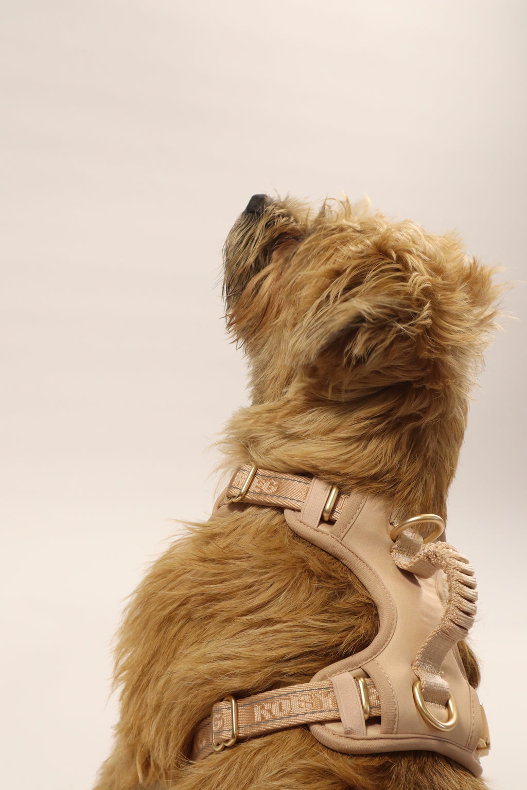 Adjustable Dog Harness - Pebble Beige