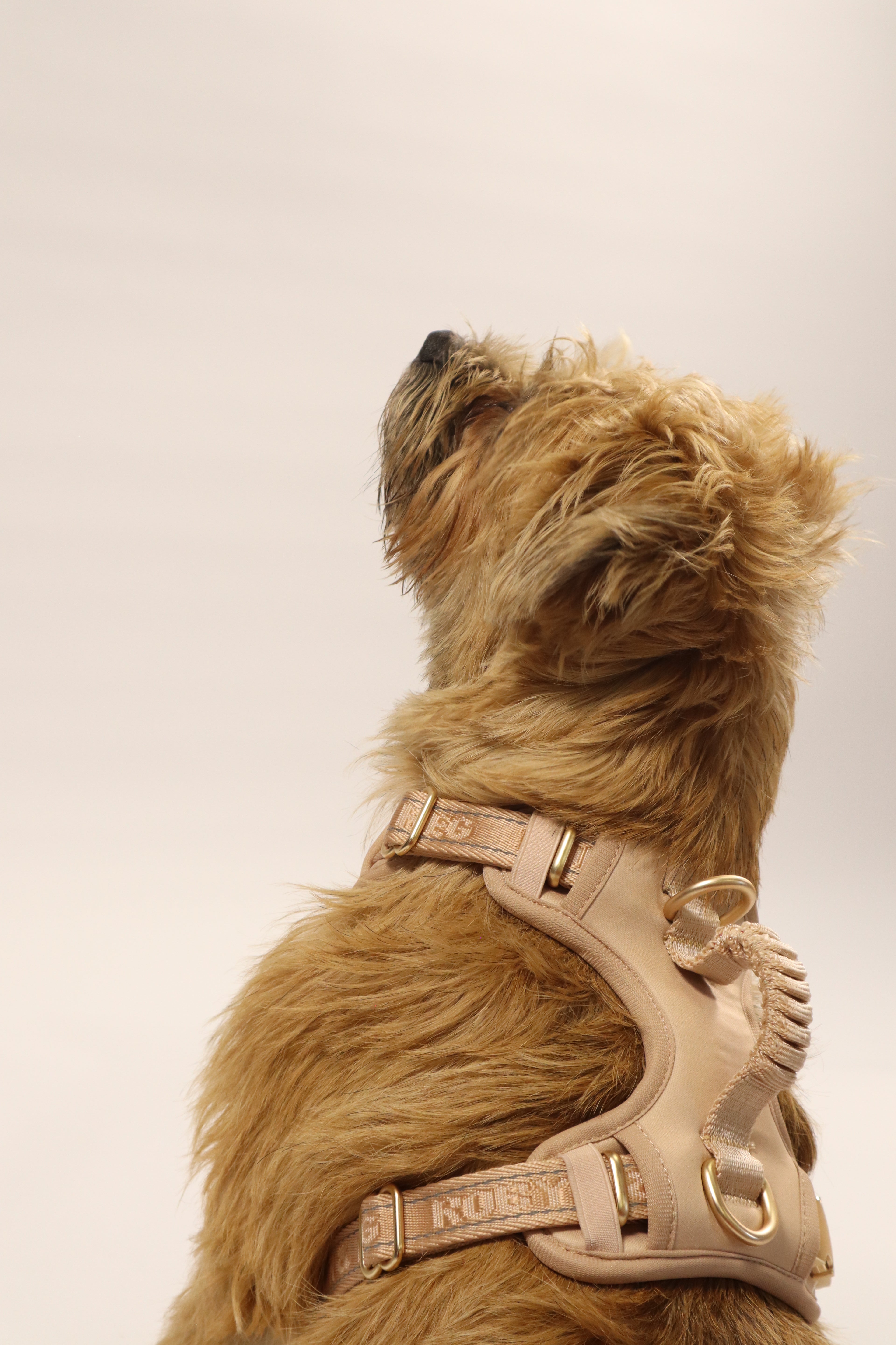 Adjustable Dog Harness - Pebble Beige