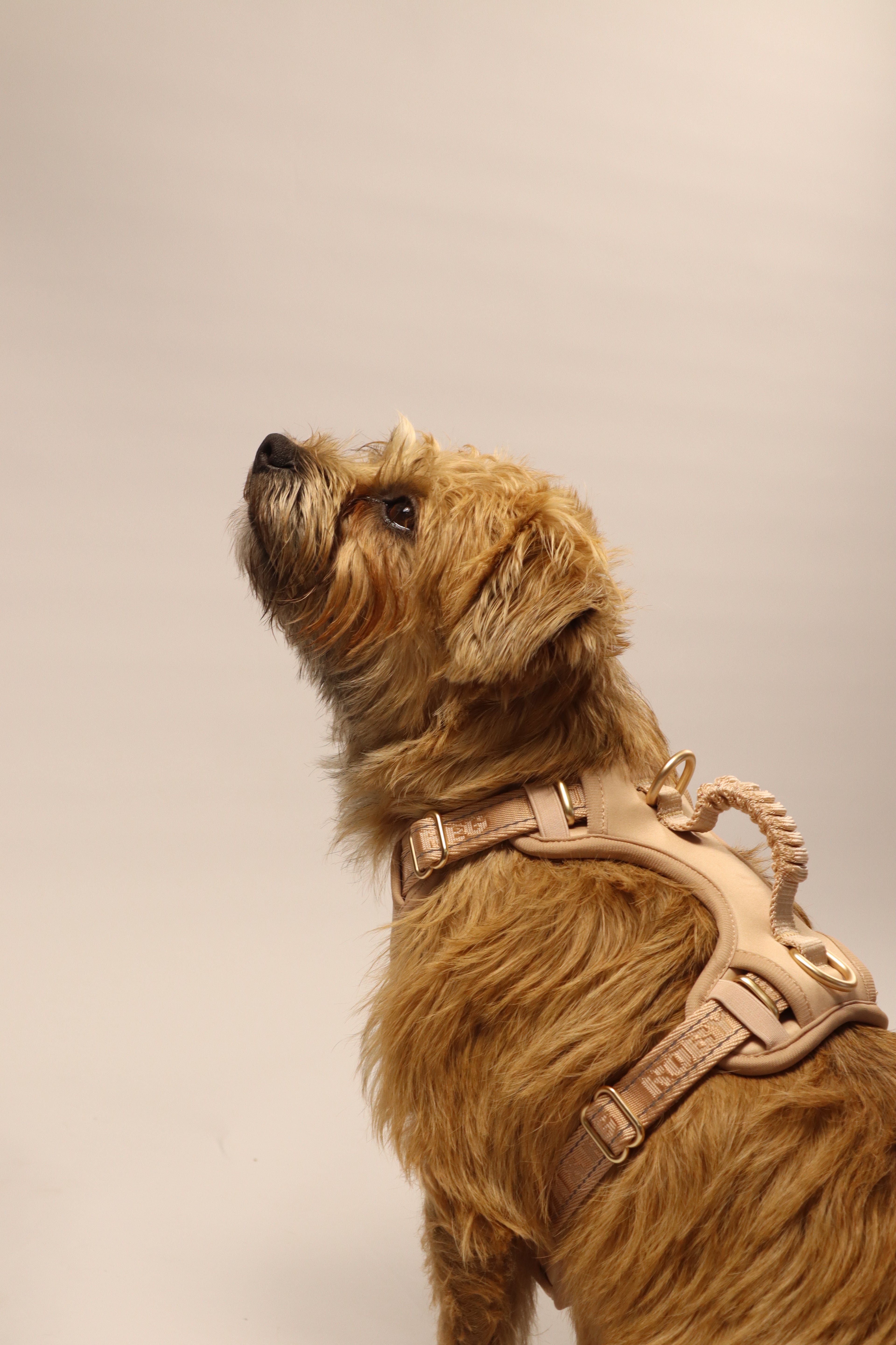 Adjustable Dog Harness - Pebble Beige