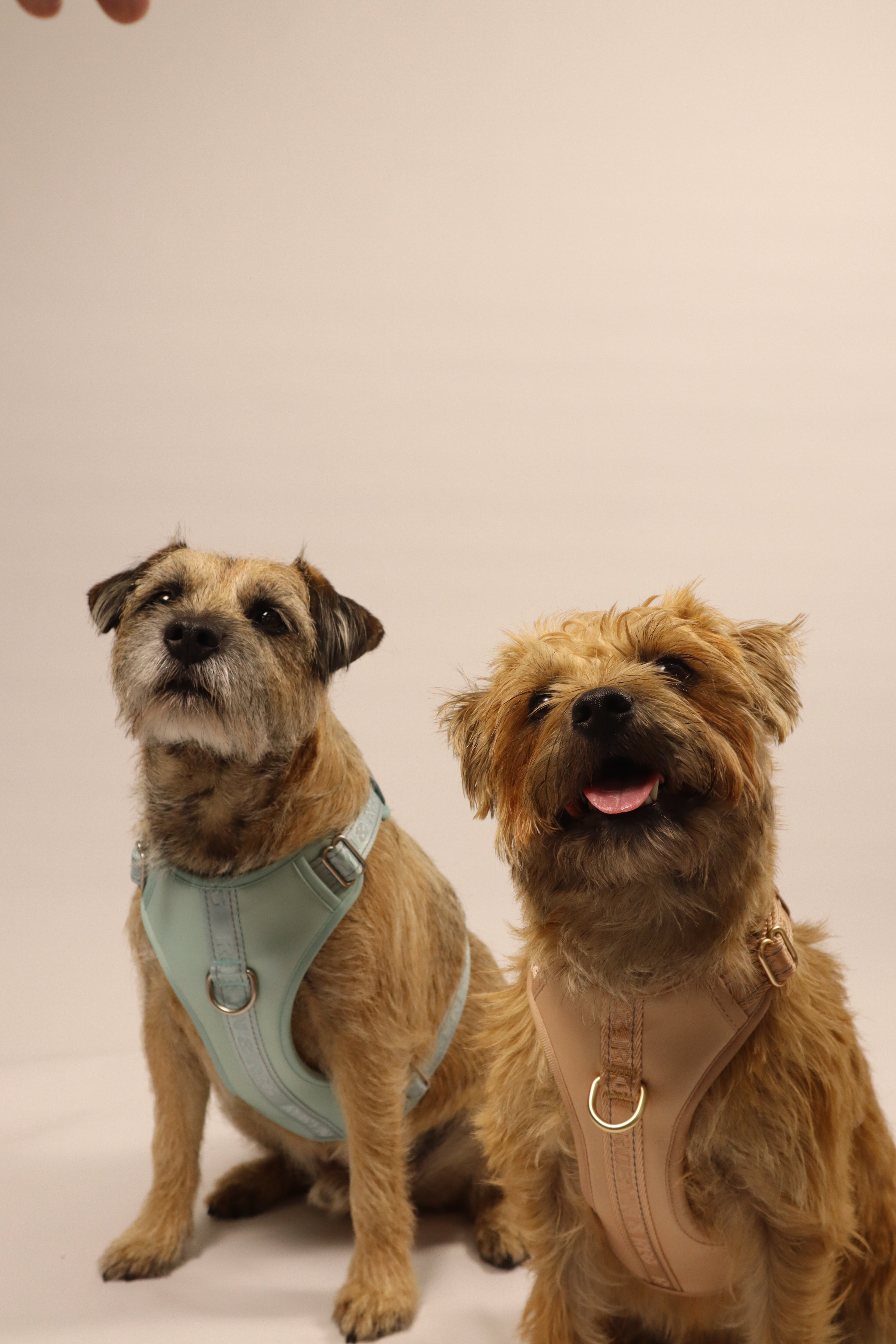 Adjustable Dog Harness - Pebble Beige
