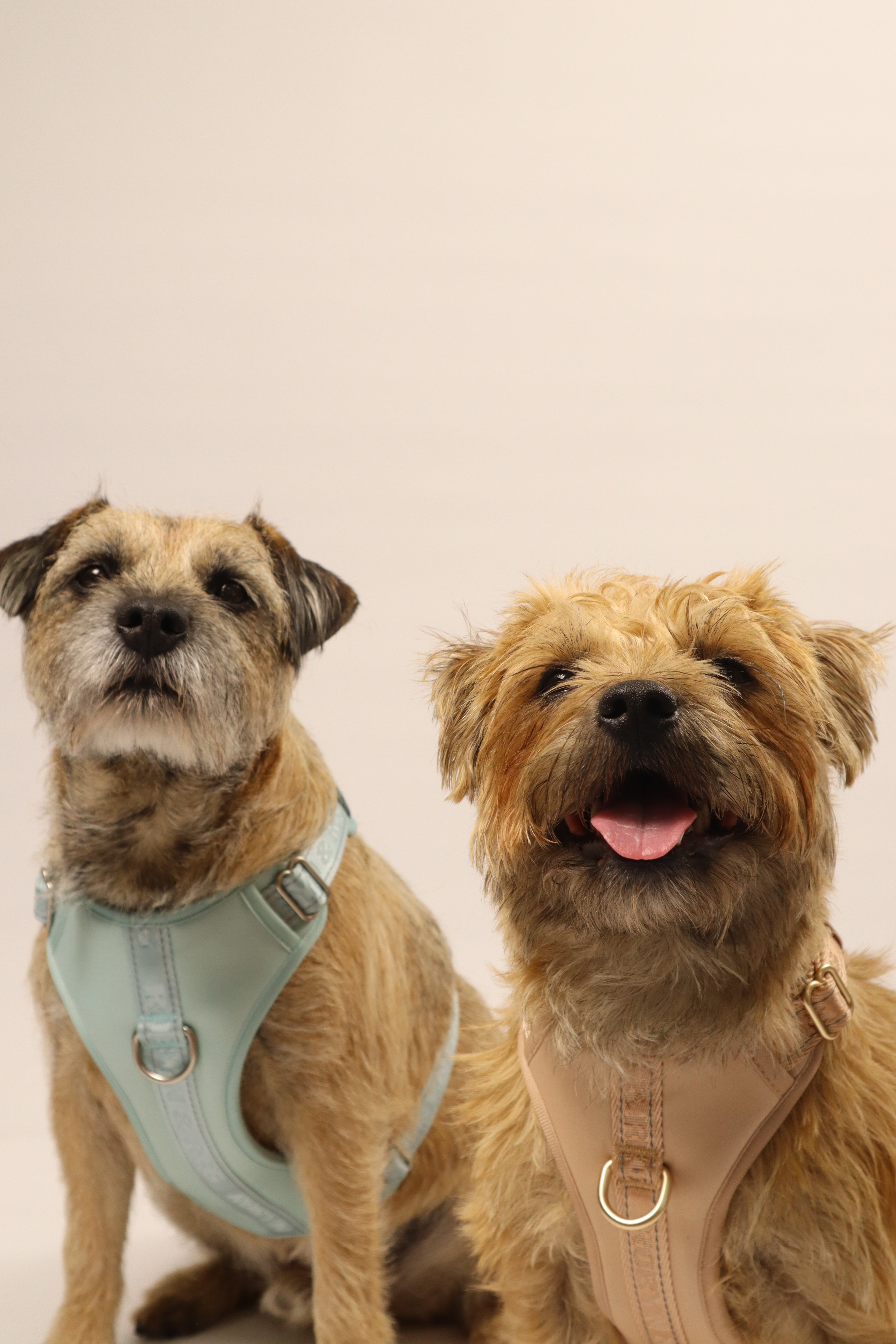 Adjustable Dog Harness - Pebble Beige