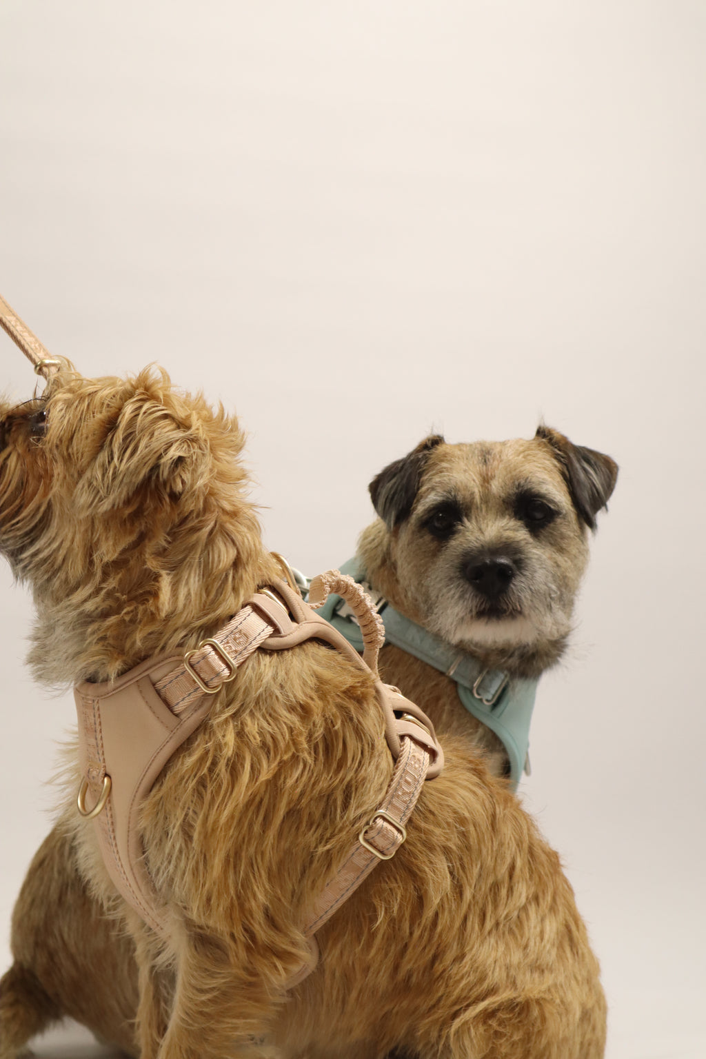 Adjustable Dog Harness - Pebble Beige