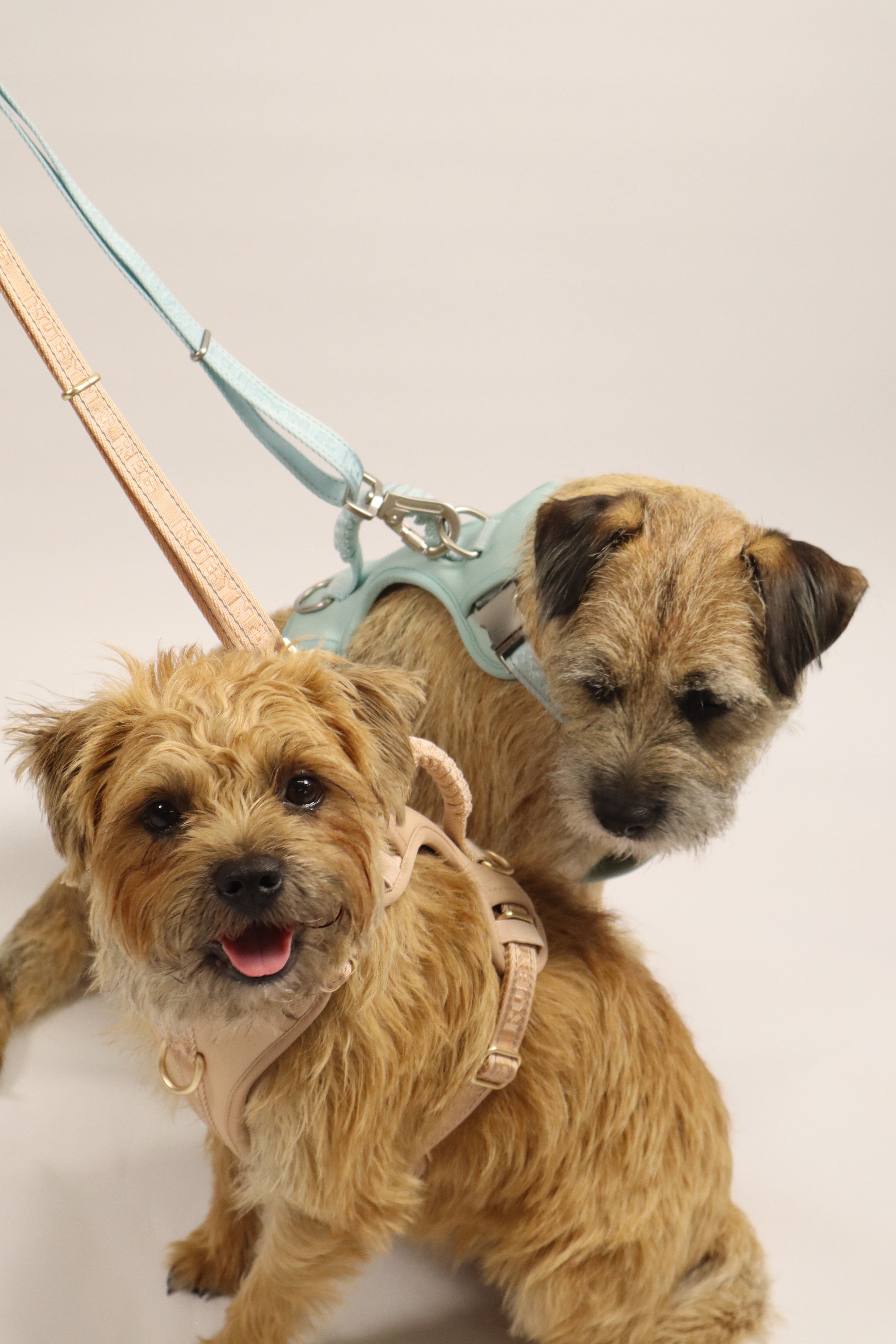 3ft-5ft Adjustable Dog Lead - Pebble Beige