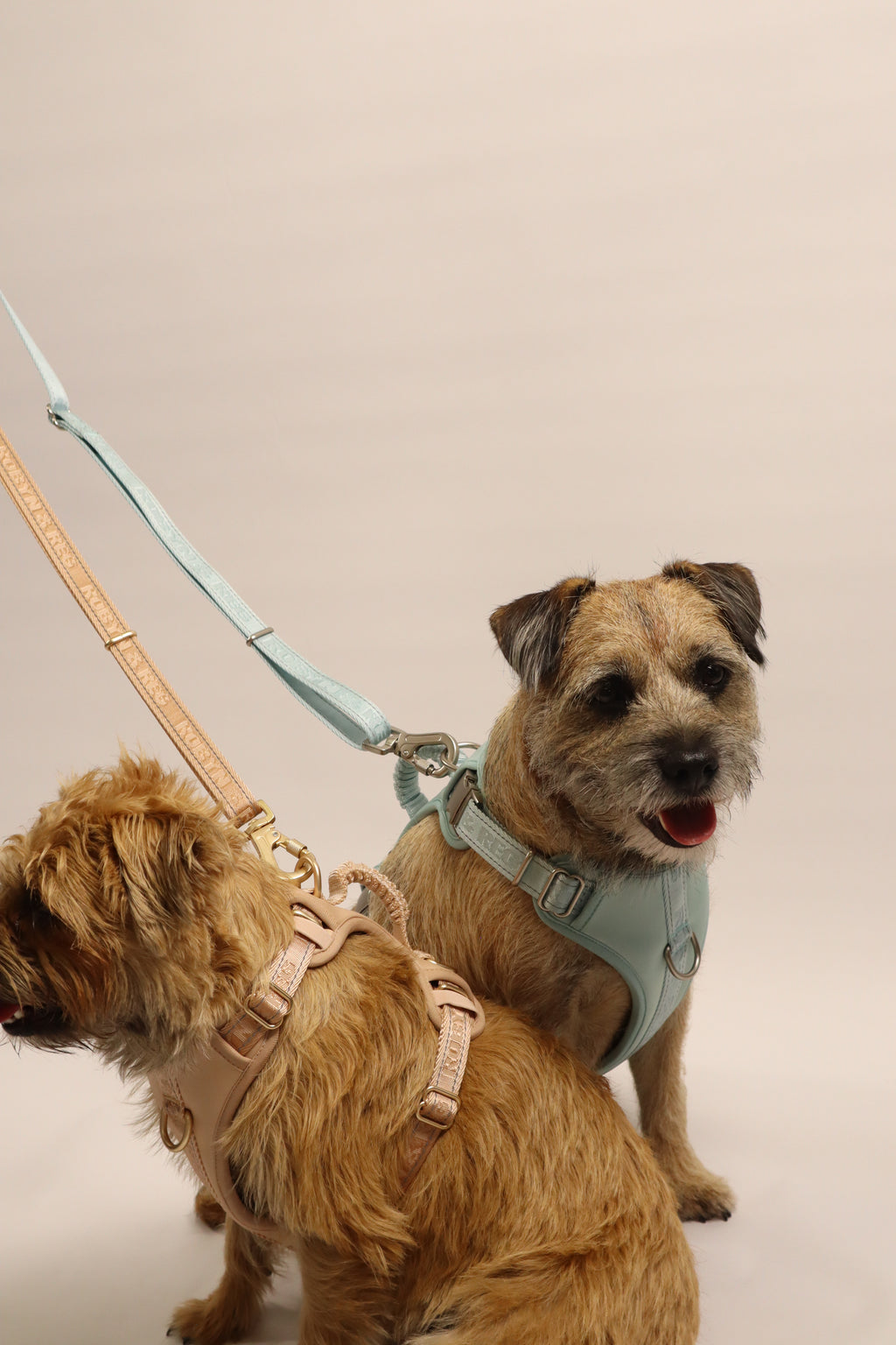 3ft-5ft Adjustable Dog Lead - Mint