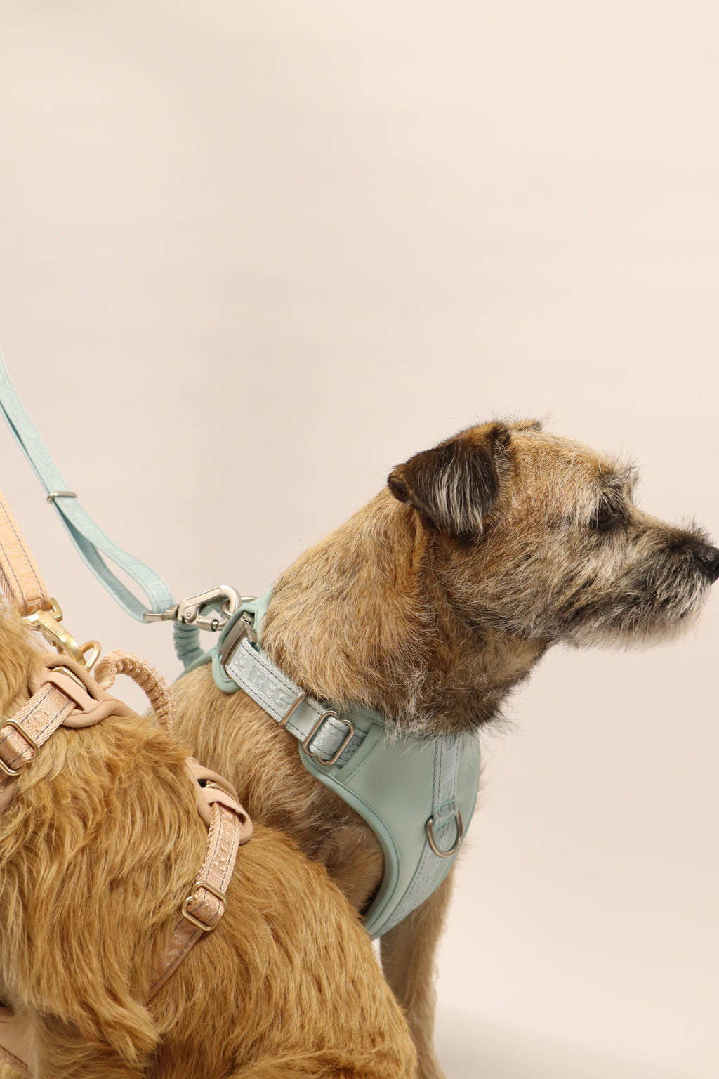 3ft-5ft Adjustable Dog Lead - Mint