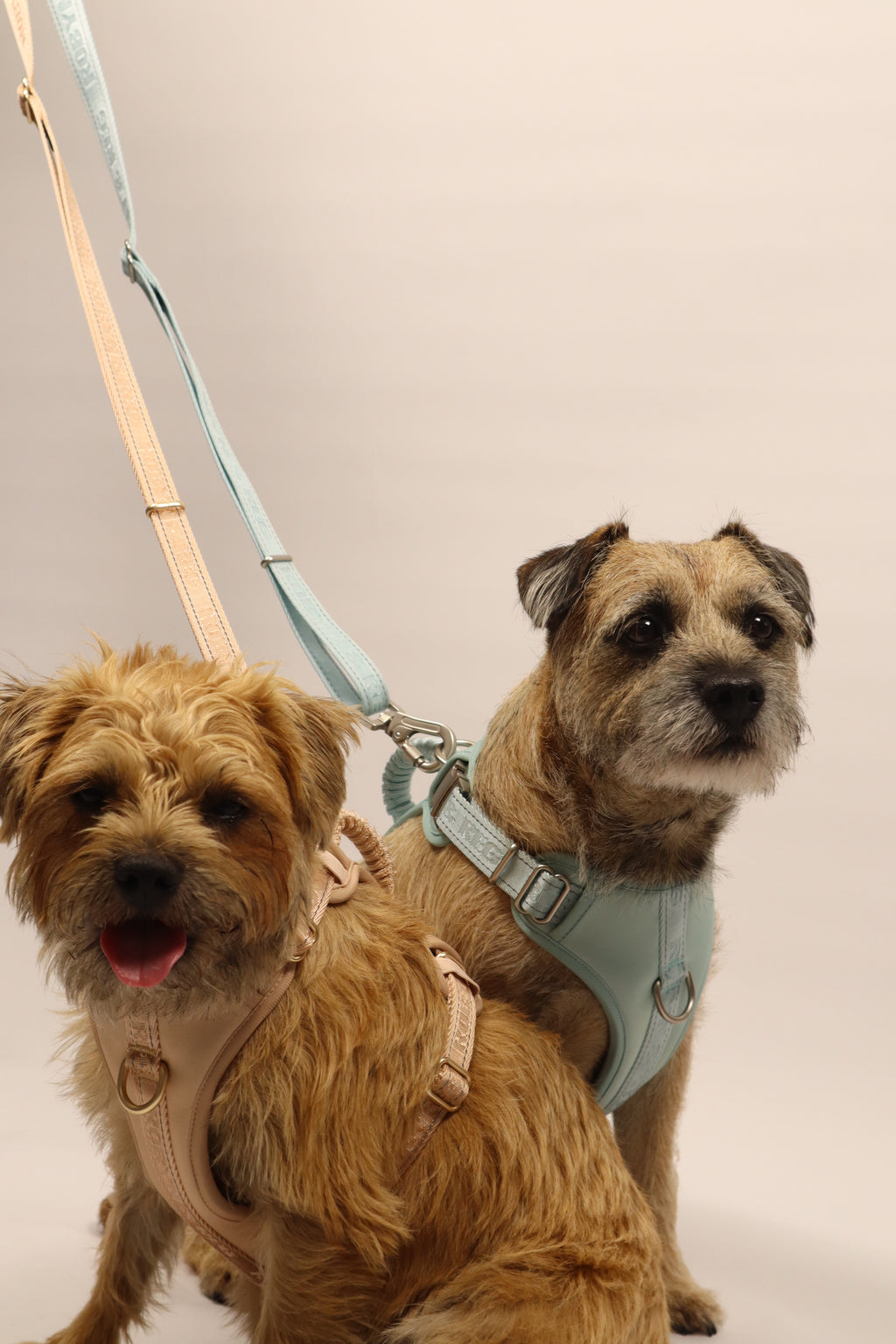 3ft-5ft Adjustable Dog Lead - Mint