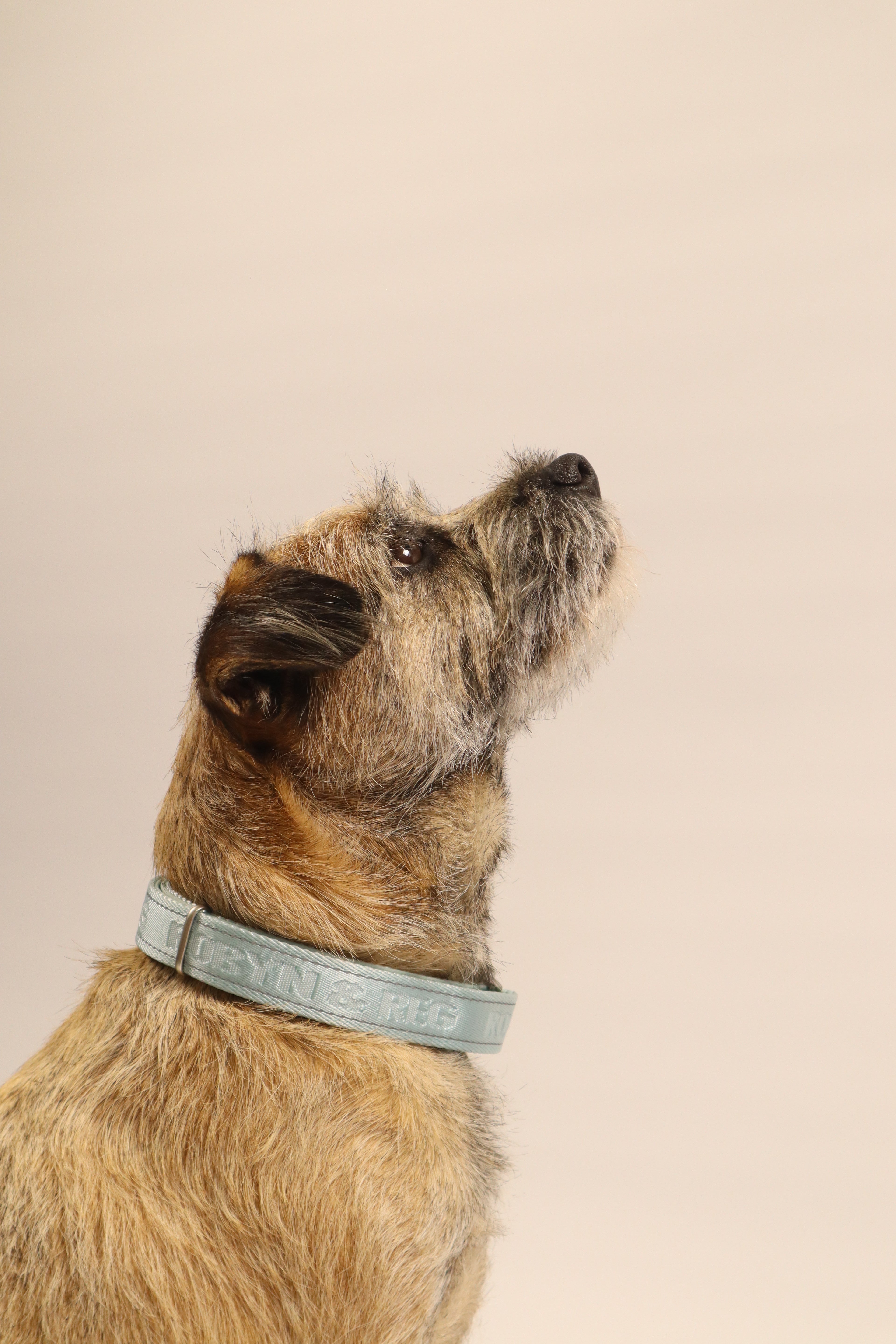 Adjustable Dog Collar - Mint