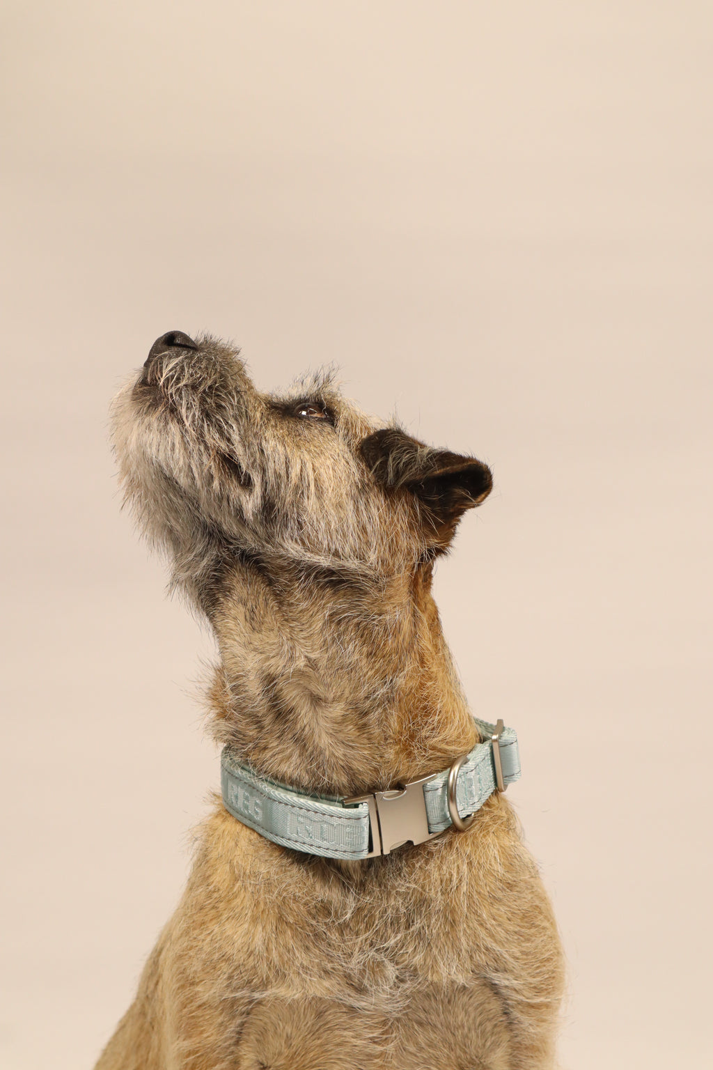 Adjustable Dog Collar - Mint