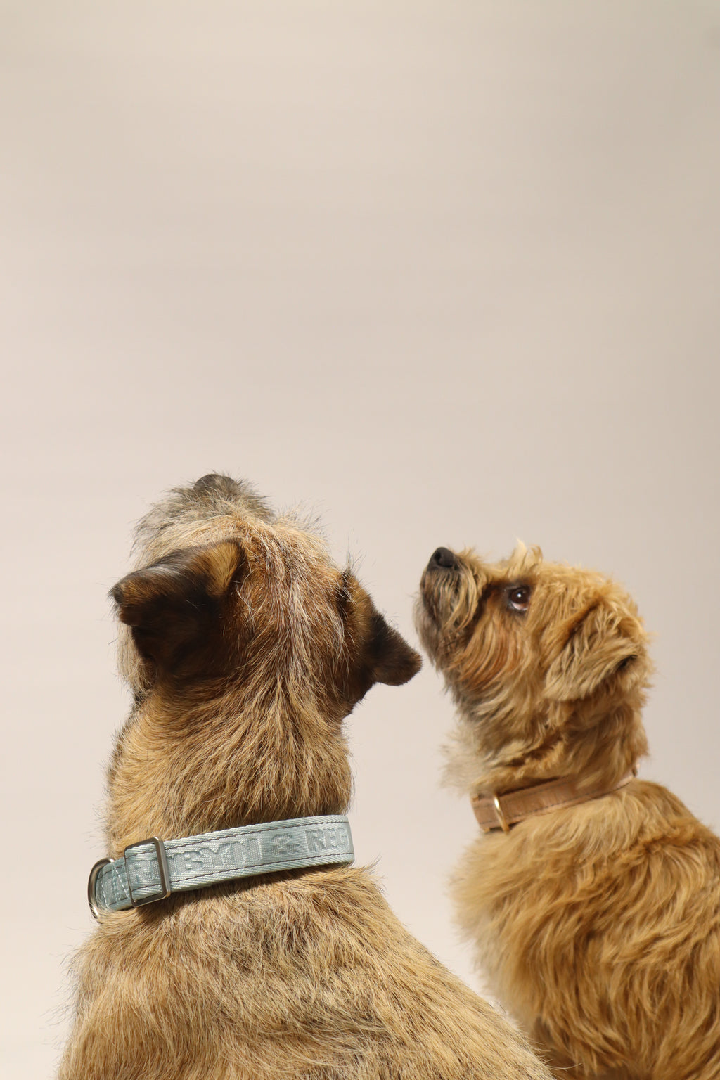 Adjustable Dog Collar - Mint