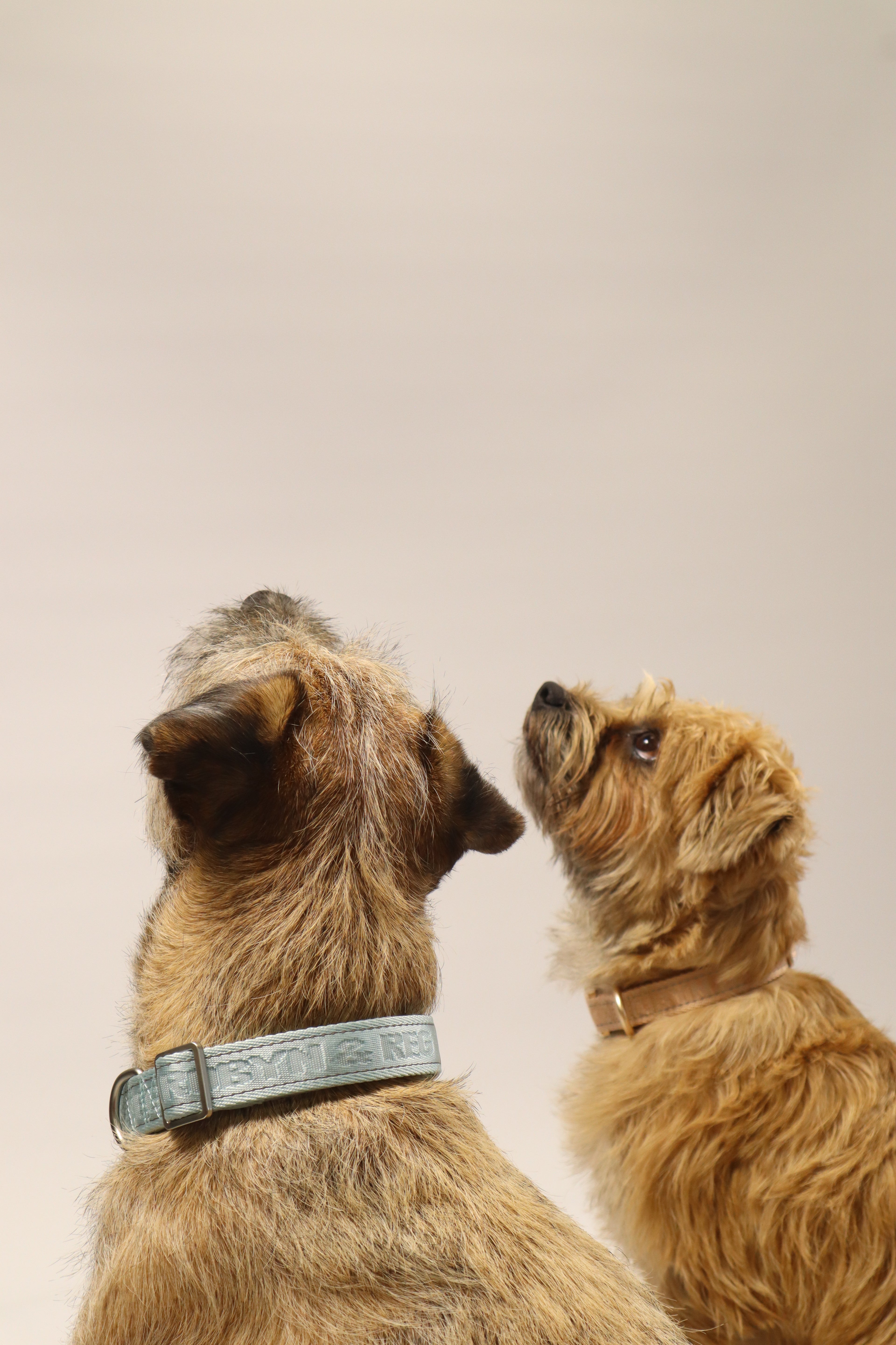 Adjustable Dog Collar - Mint